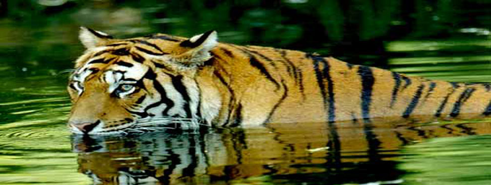 Corbett National Park