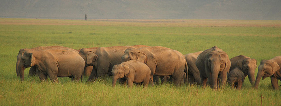 Periyar National Park